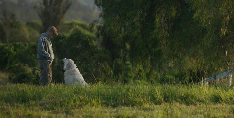 Film still of John Chester and a large white dog gazing at each other in a field